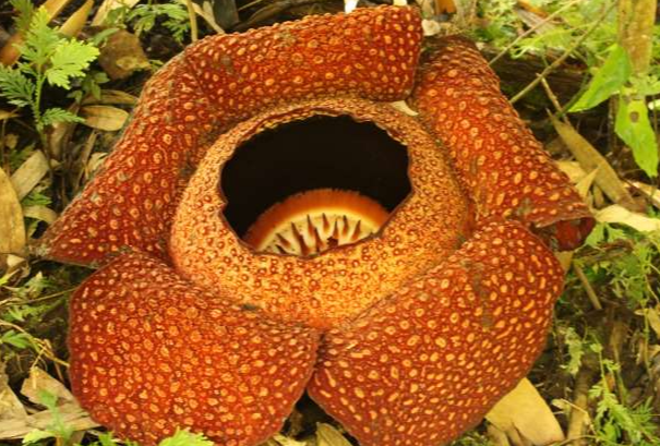 تصاویری از عجیب ترین گیاهان جهان
