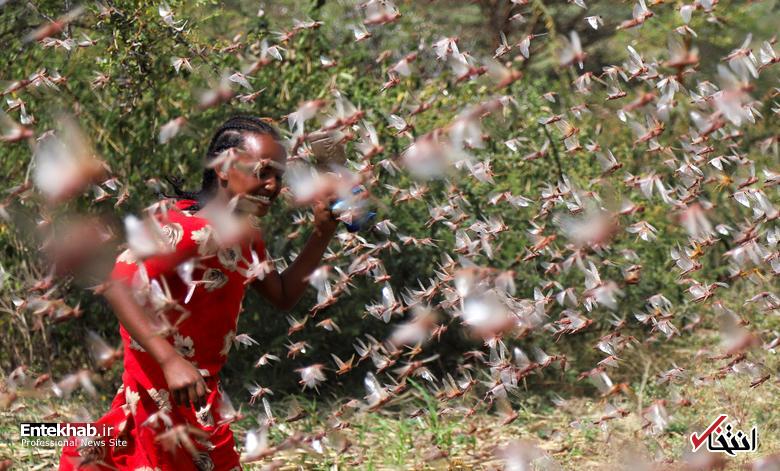 تصاویر : حمله گله‌های ملخ به شرق آفریقا