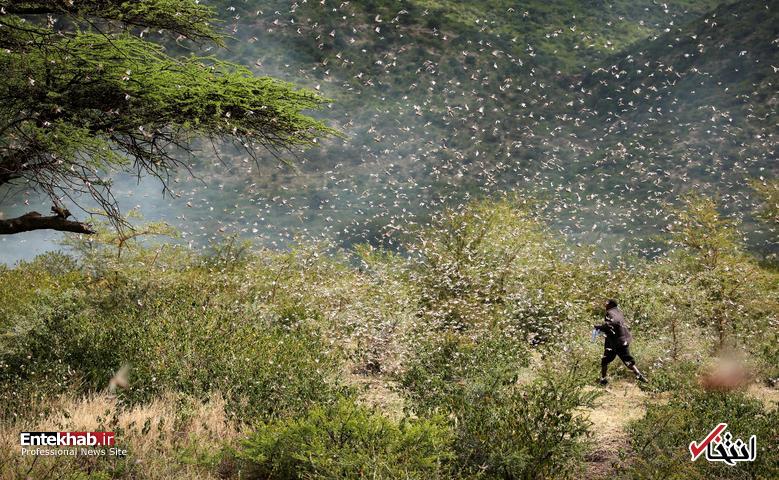 تصاویر : حمله گله‌های ملخ به شرق آفریقا