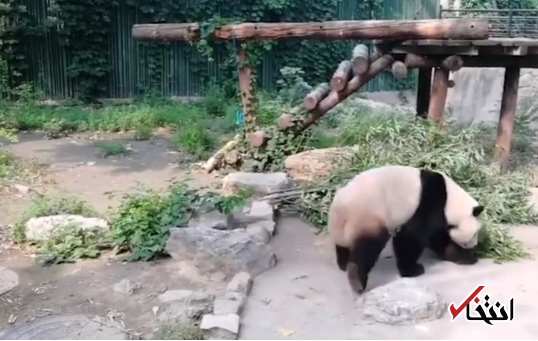 پرتاب سنگ به خرس پاندا خشم عمومی را بر انگیخت / دستگیری 2 حیوان آزار در پکن