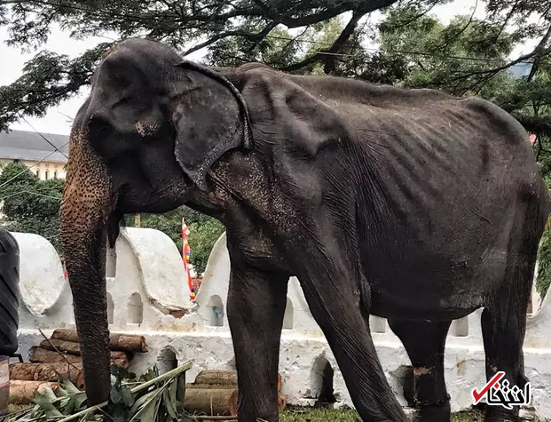 تصاویری دردناک از وضیت یک فیل در سریلانکا نهادهای حقوق حیوانات را عصبانی کرد
