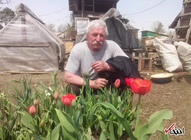 انتقام بی رحمانه خرس قهوای از یک مرد بازنشسته روس
