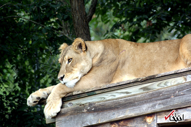 سلطان جنگل قربانی گرمای هوا شد / مرگ شیر 17 ساله در باغ وحش کارولینای شمالی بر اثر گرمازدگی