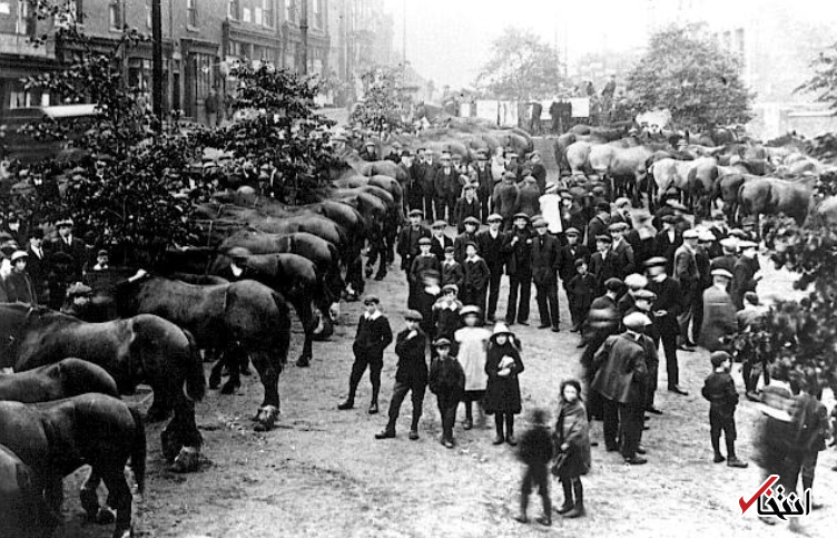 ماجرای بوی تعفن و بسیار بد شهر لندن در سال 1894 چه بود؟ / وقتی اسب ها تبدیل به بحران می شوند