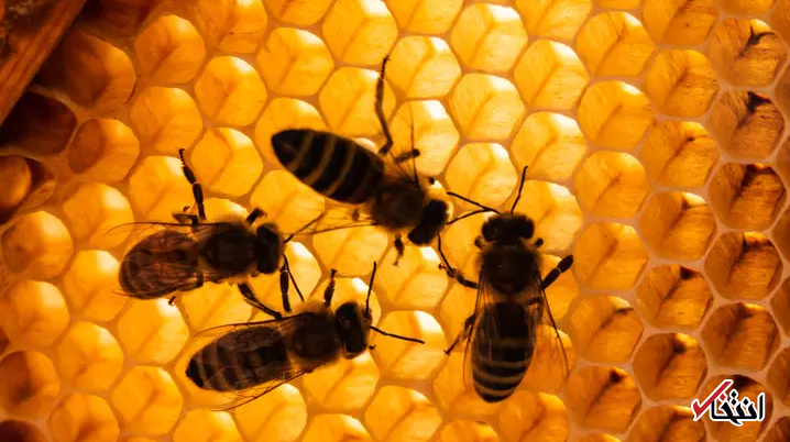 آتش سوزی در برزیل بالغ بر 500 میلیون زنبور را به کام مرگ کشاند