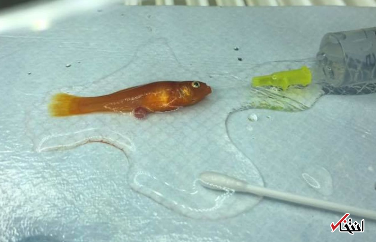 جراحی کمیاب و نجات بخش معده یک ماهی بسیار کوچک در انگلستان