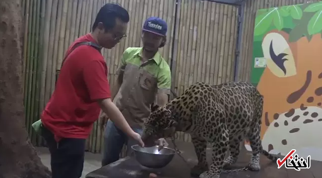 نگهداری غیراستاندارد از پلنگ در باغ وحش تایلند حادثه ساز شد / حمله پلنگ به کودکی 2 ساله
