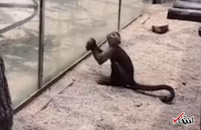 روش عجیب یک میمون برای فرار از باغ وحش ژاپن