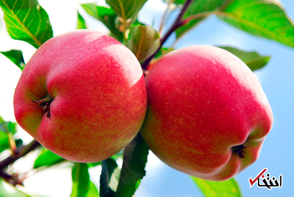 از شایعه تا حقیقت: خوردن یک سیب در روز مانع از بروز بیماری می شود؟