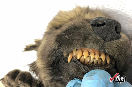 کشف جسد توله سگ/گرگ 18000 ساله در سیبری دیرینه شناسان را حیرت زده کرد