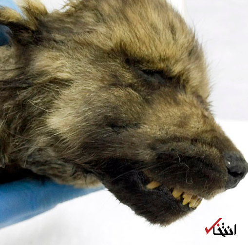 کشف جسد توله سگ/گرگ 000 ساله در سیبری دیرینه شناسان را حیرت زده کرد