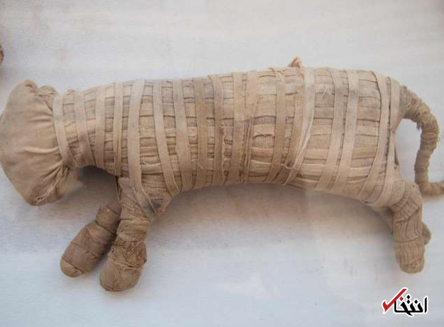 رونمایی بیش از 70 شیر و گربه مومیایی شده در مصر
