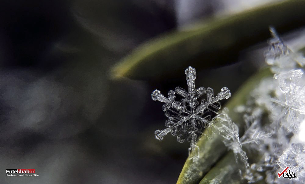 تصاویر : دانه‌های برف زیر میکروسکوپ