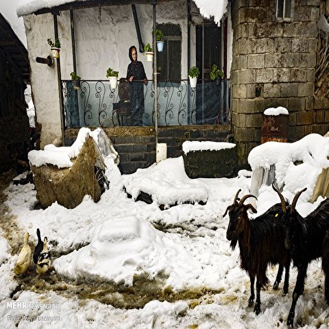 تصاویر: روستای« تابستان نشین» املش در برف