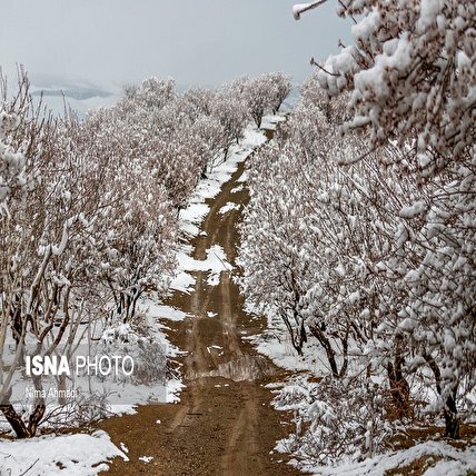 تصاویر: برف و شکوفه‌های بادام