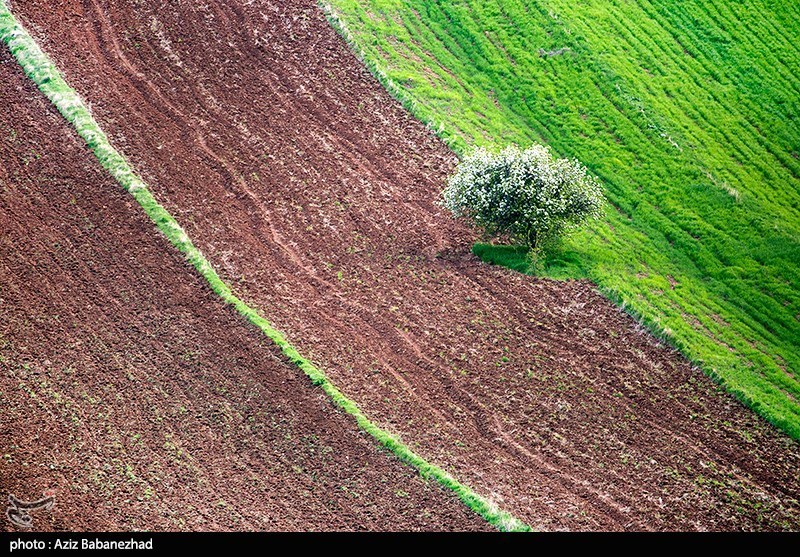تصاویر: طبیعت بهاری روستای هنام - لرستان