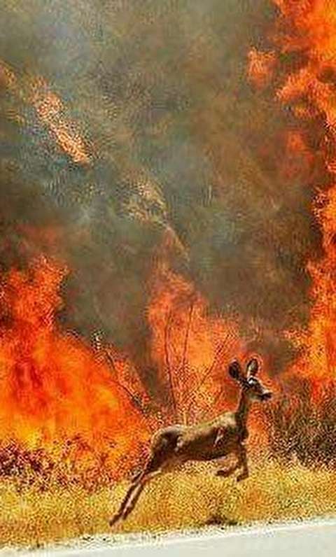 ویدیو / فرار حیوانات وحشت‌زده از هراس آتش جنگل‌های زاگرس