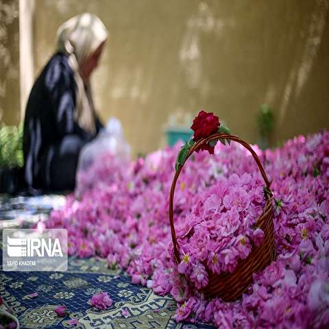 تصاویر: برداشت گل محمدی از «دهکده گل» بجنورد