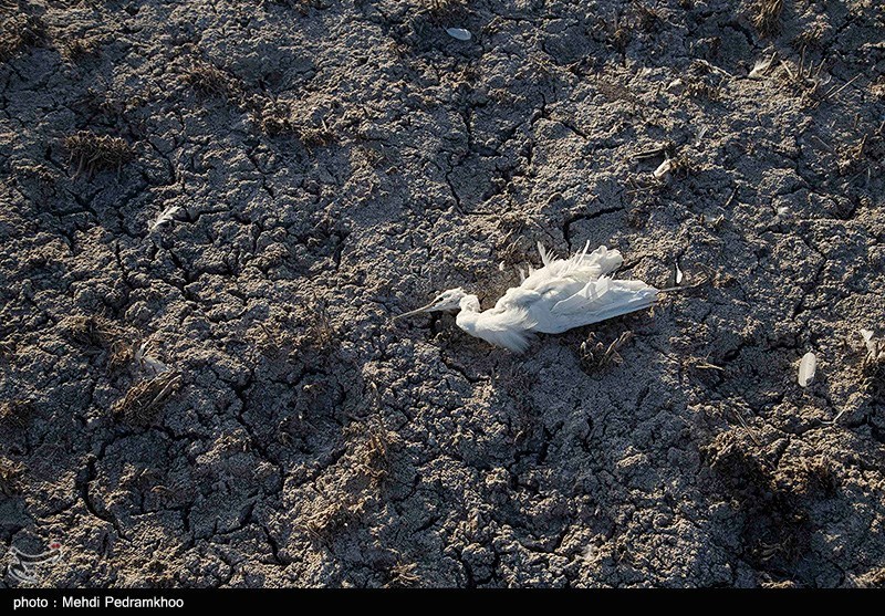 تصاویر: فاجعه زیست محیطی در تالاب شادگان