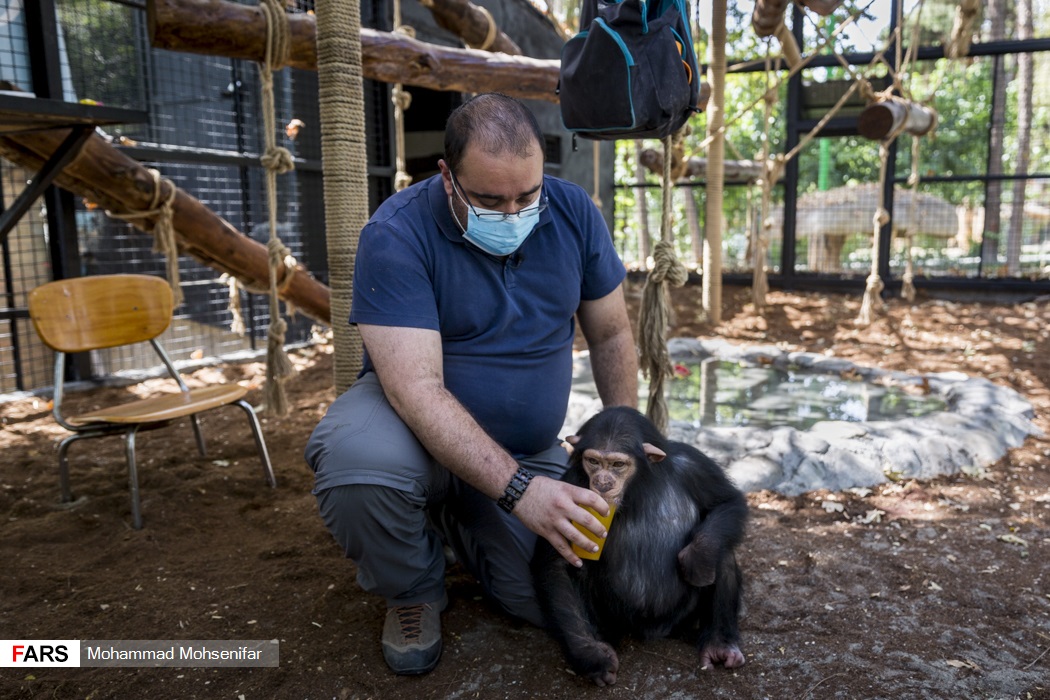 تصاویر: «باران» تنها بچه شامپانزه ایران