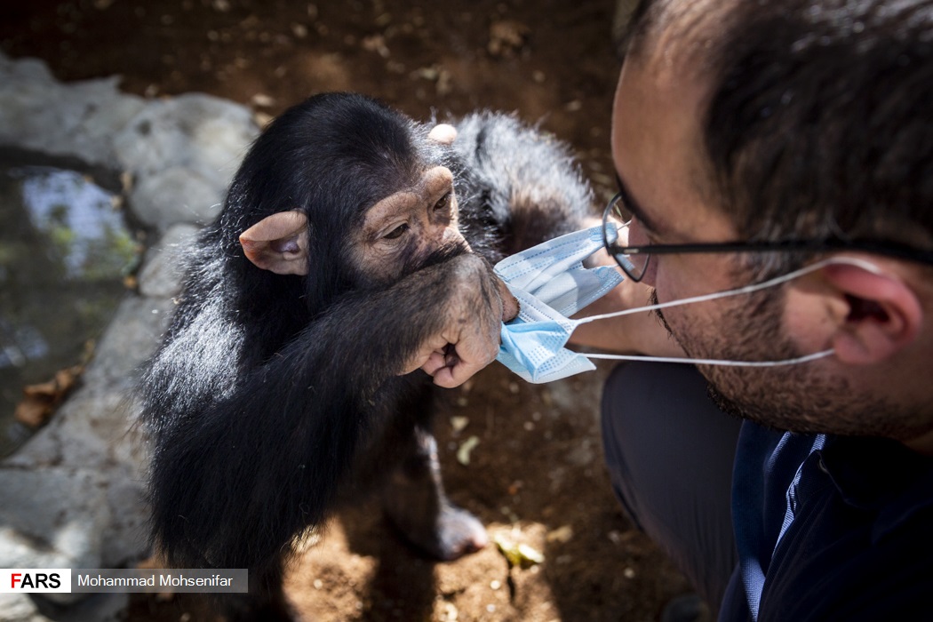 تصاویر: «باران» تنها بچه شامپانزه ایران