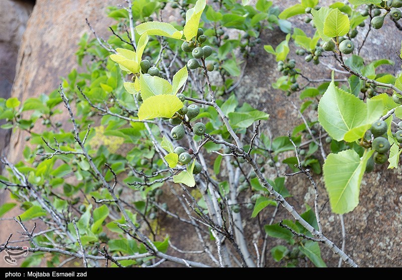 تصاویر: خورنج ، سرزمین سنگ های افسانه ای