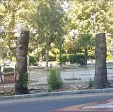 توضیحات شهرداری در مورد قطع درختان محدوده پارک ملت: آن درخت‌ها خشک شده بودند / امکان سقوط و آسیب به شهروندان وجود داشت / با این حال این درختان قطع نشدند بلکه سربرداری شدند / باید ۴ تا ۵ ماه صبر کرد تا مشخص شود دوباره سبز می‌شوند یا خیر