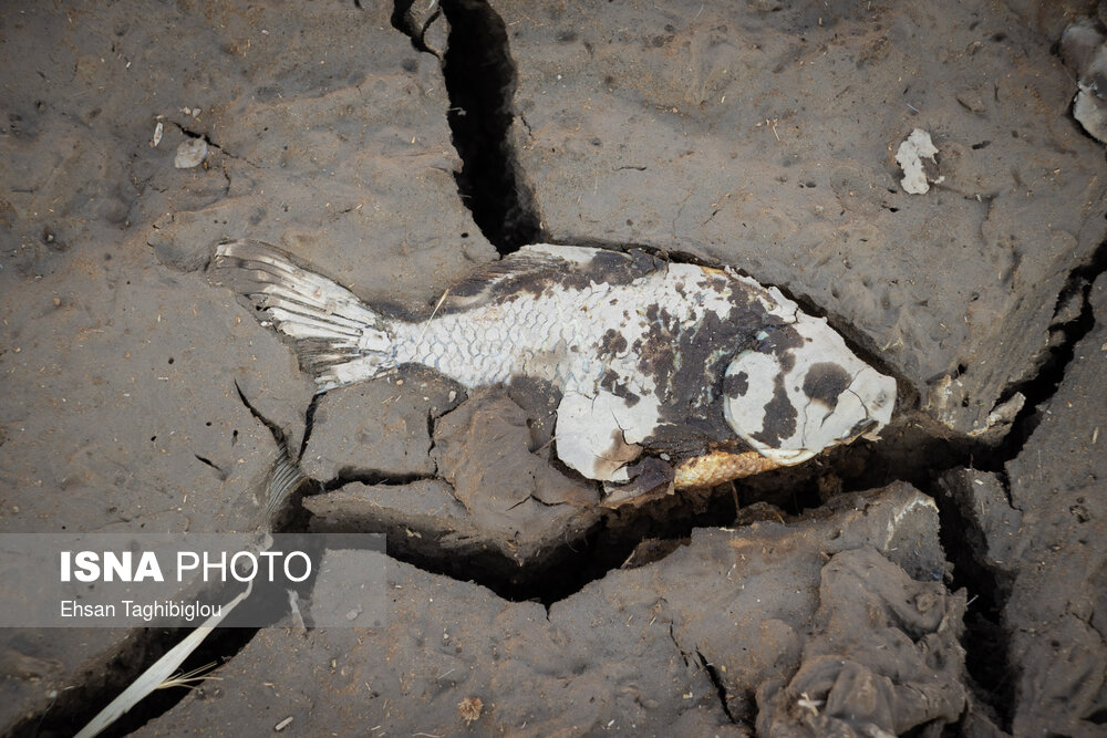 تصاویر: مرگ ماهی‌ها در سد «سهرین»
