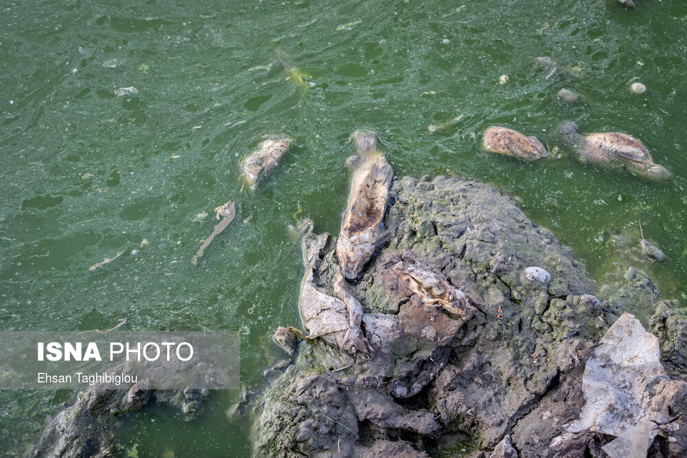 تصاویر: مرگ ماهی‌ها در سد «سهرین»