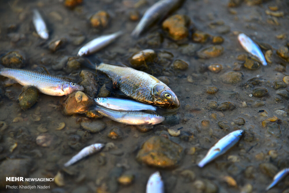 تصاویر: ماهی‌های کف رودخانه