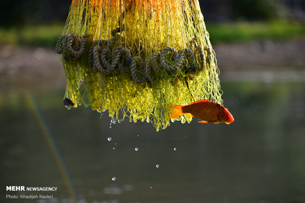 تصاویر: ماهی‌های کف رودخانه
