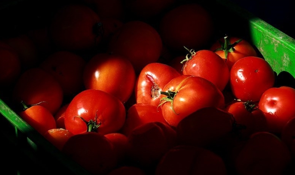 گوجه فرنگی هر کیلو ۱۵ هزار تومان شد | سایت انتخاب