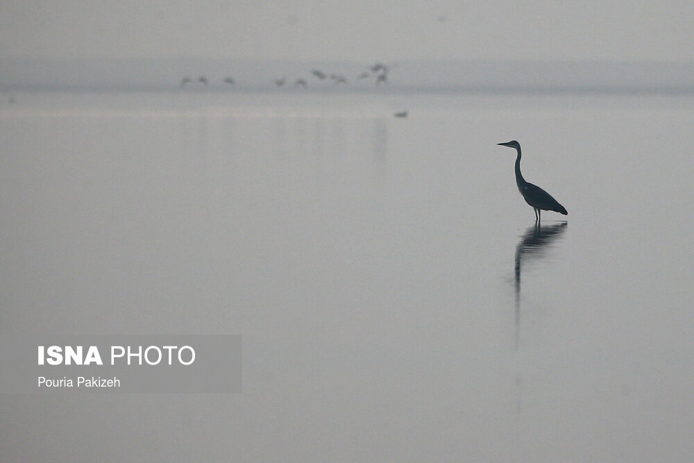 تصاویر: فرود پرندگان مهاجر در تالاب «آق گل»