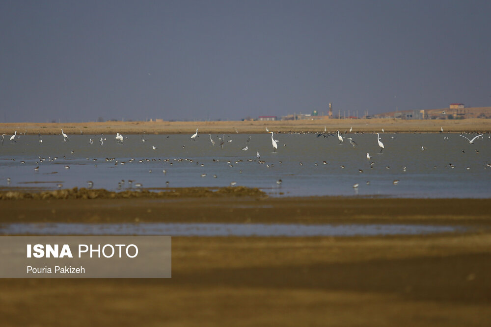 تصاویر: فرود پرندگان مهاجر در تالاب «آق گل»