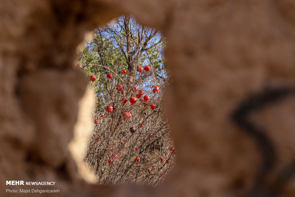 تصاویر: پاییز دل انگیز در کوچه های کاه‌گلی یزد