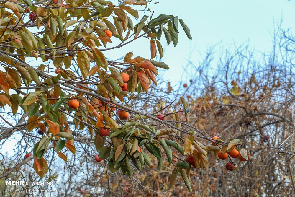 تصاویر: پاییز دل انگیز در کوچه های کاه‌گلی یزد