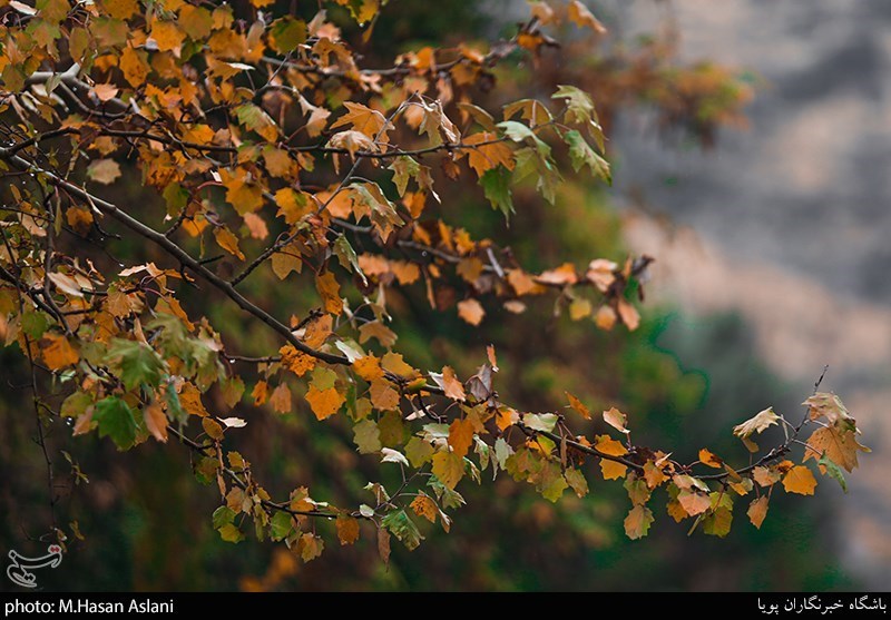 تصاویر: پاییز در ارتفاعات جماران