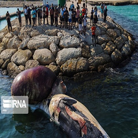 تصاویر: مرگ دومین نهنگ به گل نشسته در جزیره کیش