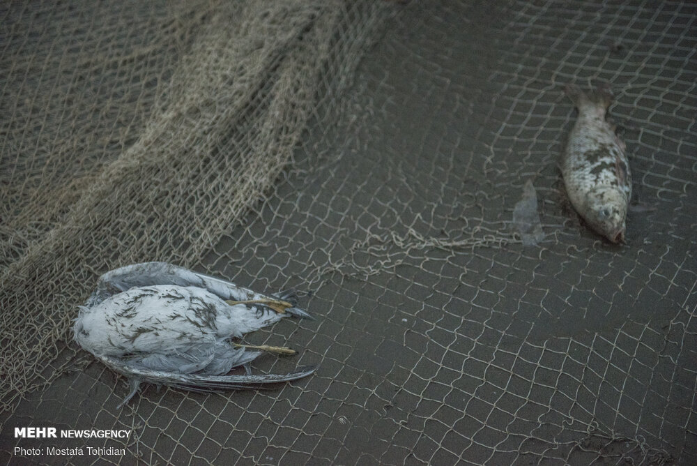 تصاویر: صید پره ماهی در کرانه خزر