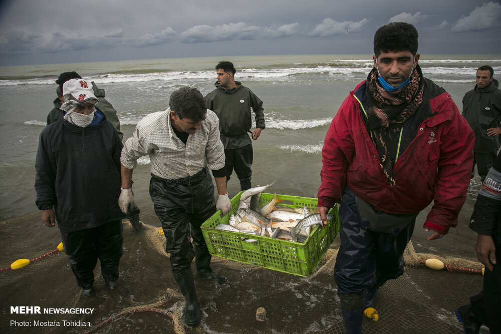 تصاویر: صید پره ماهی در کرانه خزر