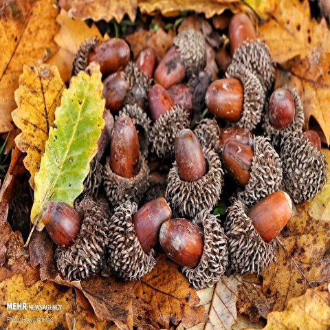 تصاویر: «خداحافظ پاییز»