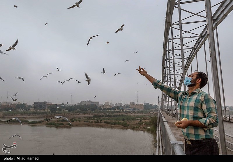 تصاویر: پل سفید اهواز میزبان پرندگان مهاجر