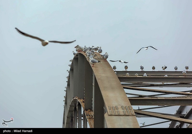 تصاویر: پل سفید اهواز میزبان پرندگان مهاجر