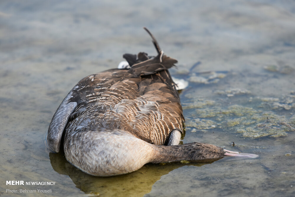 تصاویر: خطر شیوع آنفلوانزای فوق حاد پرندگان در تالاب میقان اراک