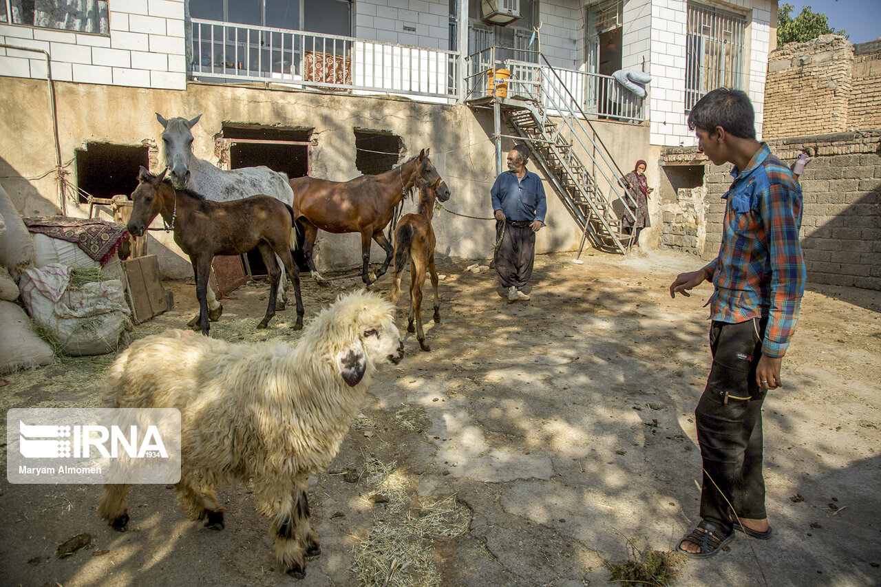 تصاویر: اسب های خانگی