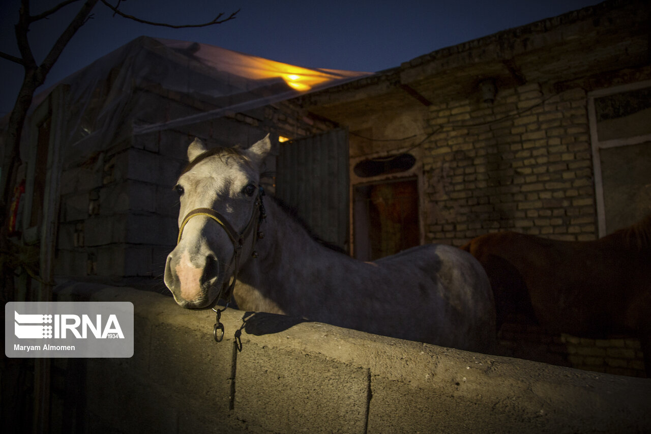 تصاویر: اسب های خانگی