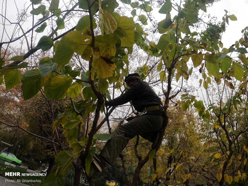 تصاویر: هرس پاییزه درختان تهران