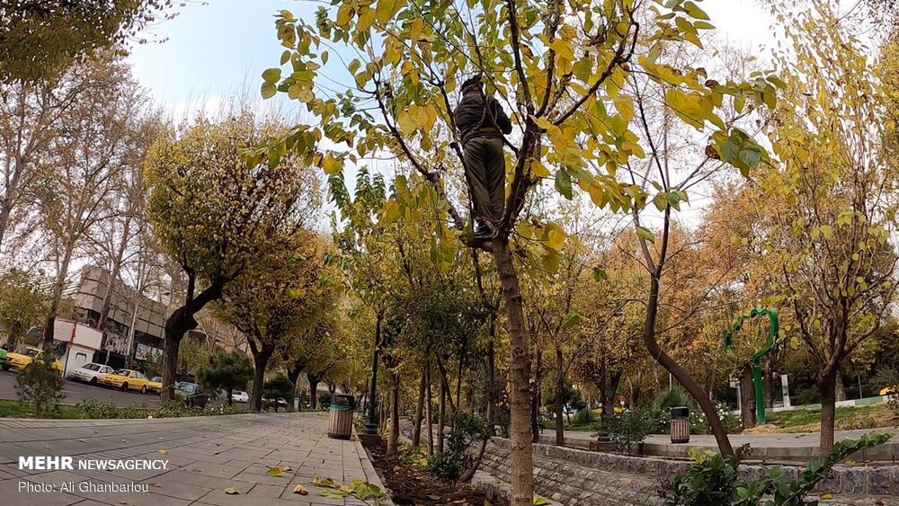 تصاویر: هرس پاییزه درختان تهران
