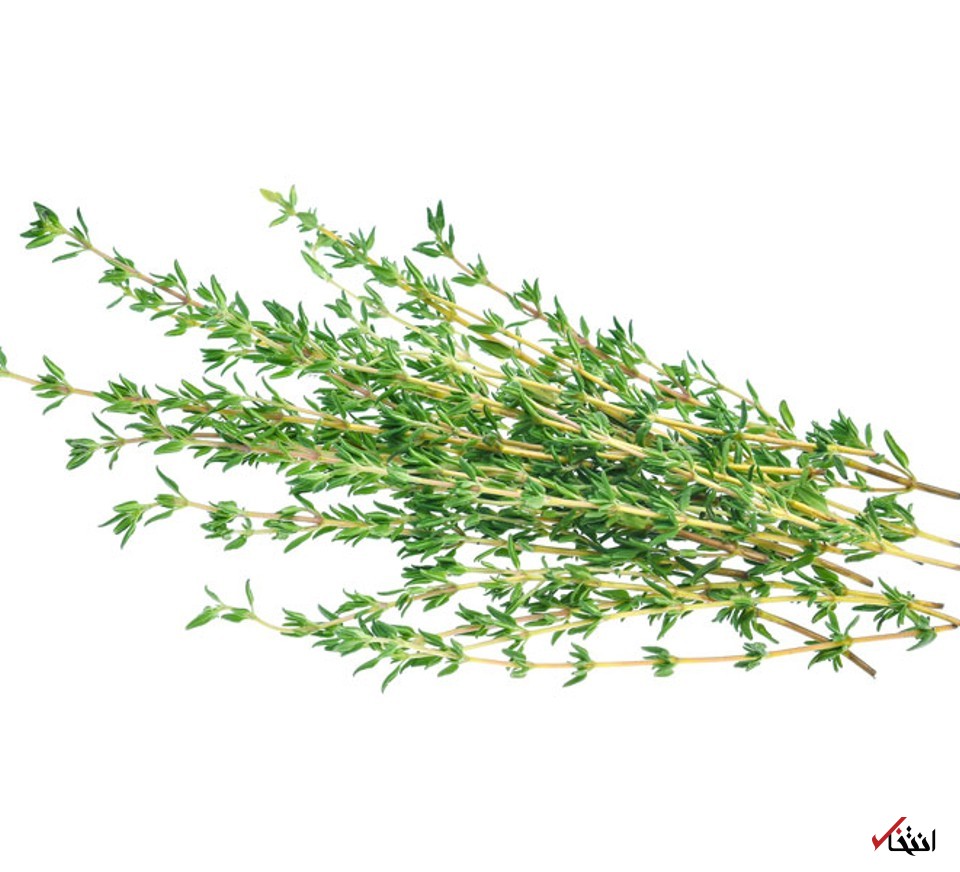 گیاه آویشن گیاه آویشن
