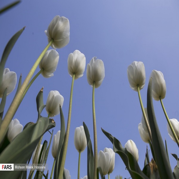 تصاویر: جشنواره گل‌های لاله - نیوزین